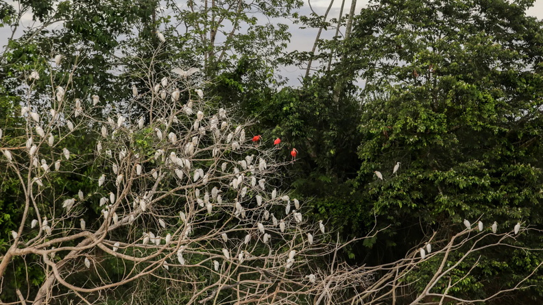 White Herons in treetops share space with three Red Herons at the Guaviare river in Colombia
